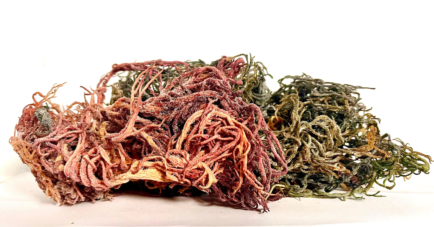 Wild Harvested Certified Raw Sea Moss | Purple, Green, and Full Spectrum